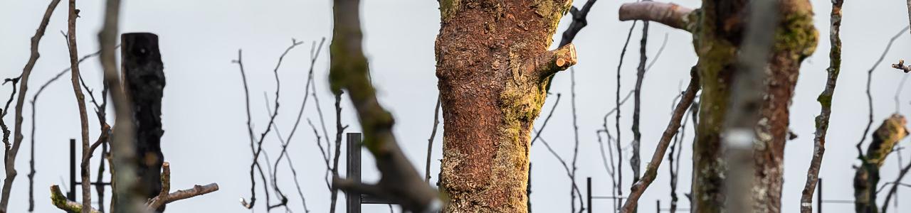 Detail from "One hundred and One Pieces of a Three (Norwegian Wood)" (foto: Dag Fosse)