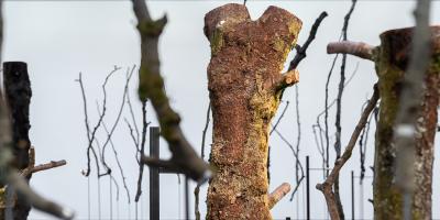 Detail from "One hundred and One Pieces of a Three (Norwegian Wood)" (foto: Dag Fosse)